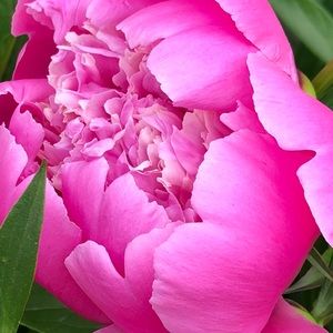 Meet your Posher, Alica